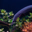 REDSPOT FIRE EEL