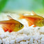 FLAME TETRA 2cm