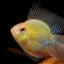 RAMIREZI FISH