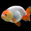 RANCHU GOLD MIX