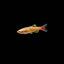 WHITE CLOUD MOUNTAIN MINNOW TETRA 3cm
