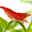 CHERRY RED SHRIMPS