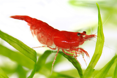 CHERRY RED SHRIMPS