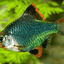 TIGER BARB FISH 3.5cm