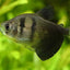 BLACK WIDOW TETRA