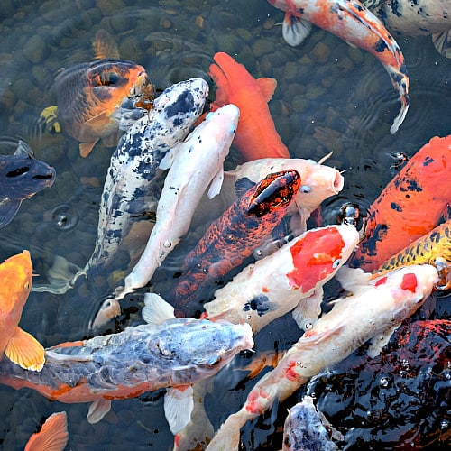 KOI CARP FISH MIX