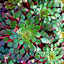Ludwigia Sedioides Pot Plant