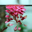 Ludwigia Sedioides Pot Plant