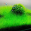 ELEOCHARIS MINI GRASS TISSUE CULTURE CUP PLANT