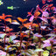 LUDWIGIA SUPER RED