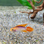 Apistogramma Fish