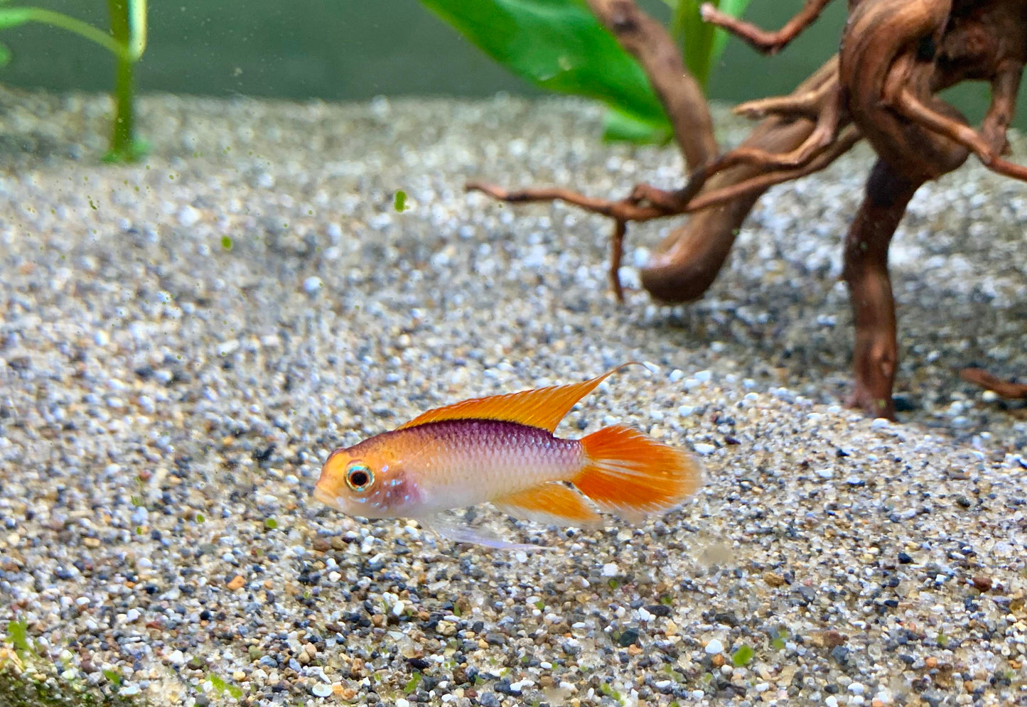 Apistogramma Fish