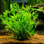 Java Fern Pot Plant