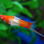 SWORD TAIL FISH MIX