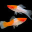 SWORD TAIL FISH MIX