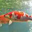 KOI CARP FISH MIX