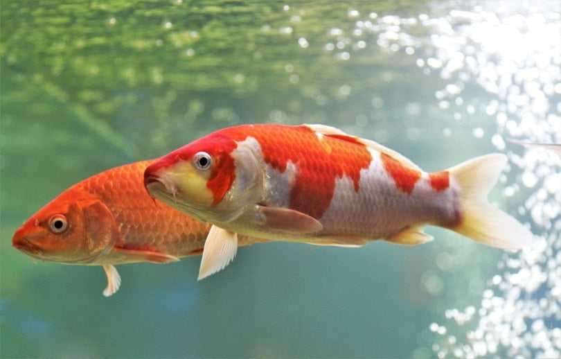 KOI CARP FISH MIX