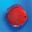 Discus Fish Mix 8cm