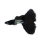 METAL BLACK SPECIAL GUPPY PAIR