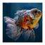 ORANDA MIX 12-15cm