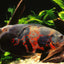 OSCAR FISH BIG