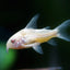 CORYDORAS