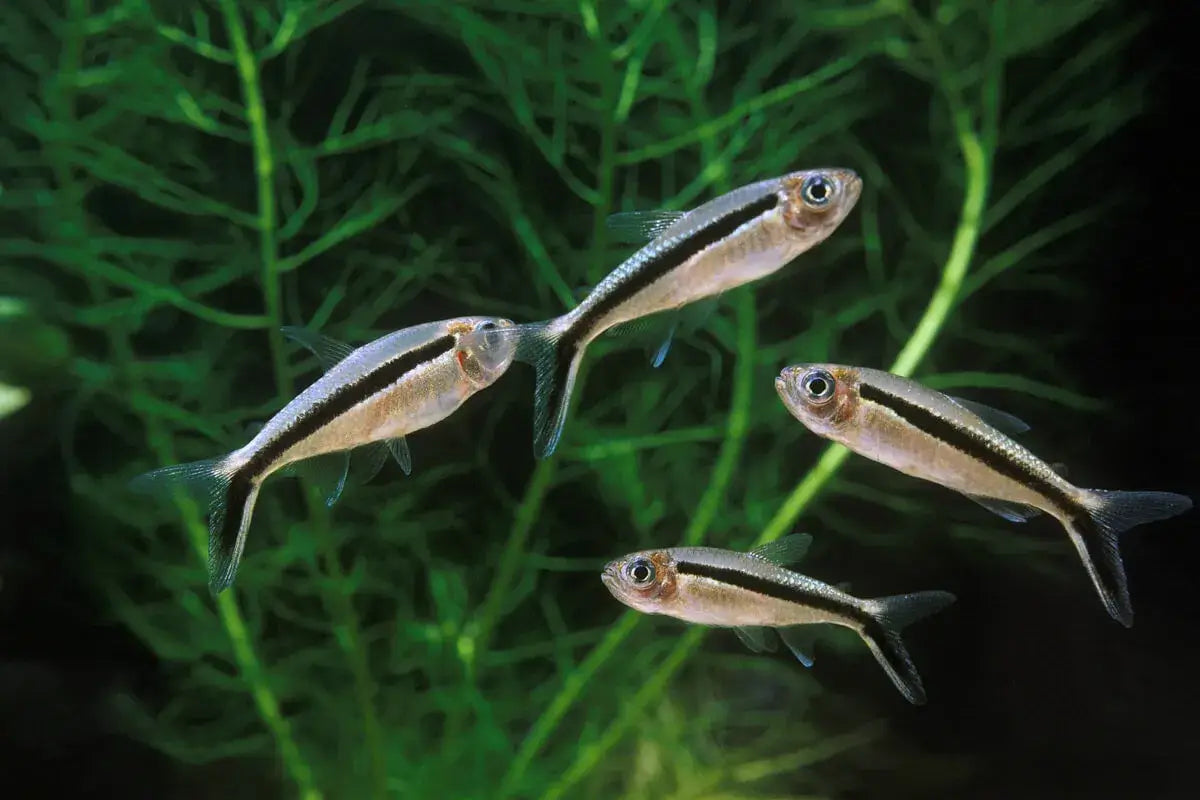 PENQUIN TETRA 3cm