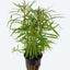 POGOSTEMON STELLATUS OCTOPUS POT PLANT
