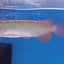 HIGH BACK GOLDEN AROWANA 16-18cm