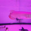 Banjer Red Arowana 12-15cm