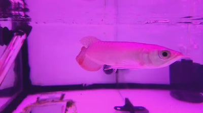 Banjer Red Arowana 12-15cm