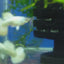 WHITE GERMAN  GUPPY PAIR