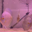 Spical Discus pair