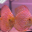 Spical Discus pair