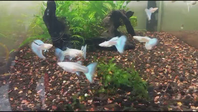 ALBINO BLUE TAIL GUPPY PAIR