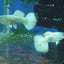WHITE GERMAN  GUPPY PAIR