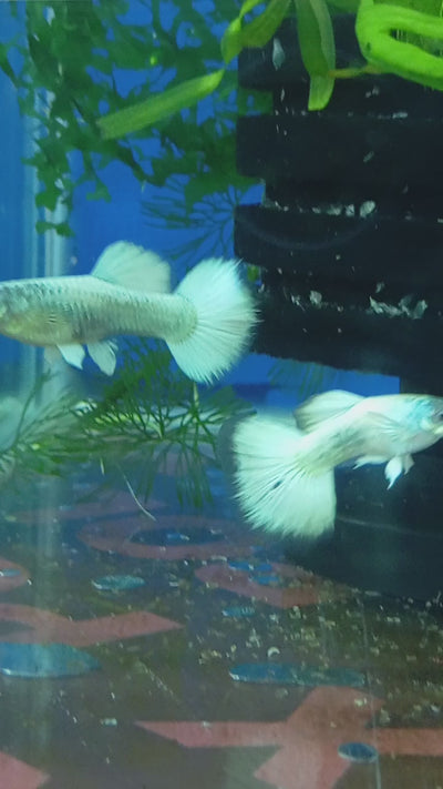 WHITE GERMAN  GUPPY PAIR