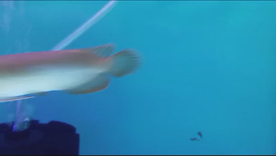 BANJER RED AROWANA 12-14cm