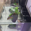 Aquarium with setup.size35x35x35 . 6mm crystal clear glass with back filter.