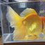 Red& white Rose tail oranda 19-20 cm