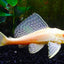 ALBINO SUCKER FISH