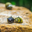 HORN SNAIL