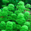 LIMNOPHILA SESSILIFLORA