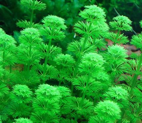 LIMNOPHILA SESSILIFLORA