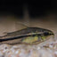 Pygmy Corydoras 1cm