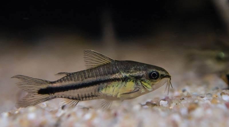 Pygmy Corydoras 1cm