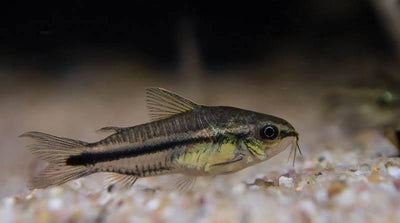 Pygmy Corydoras 1cm