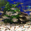 Pygmy Corydoras 1cm