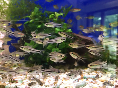 Pygmy Corydoras 1cm
