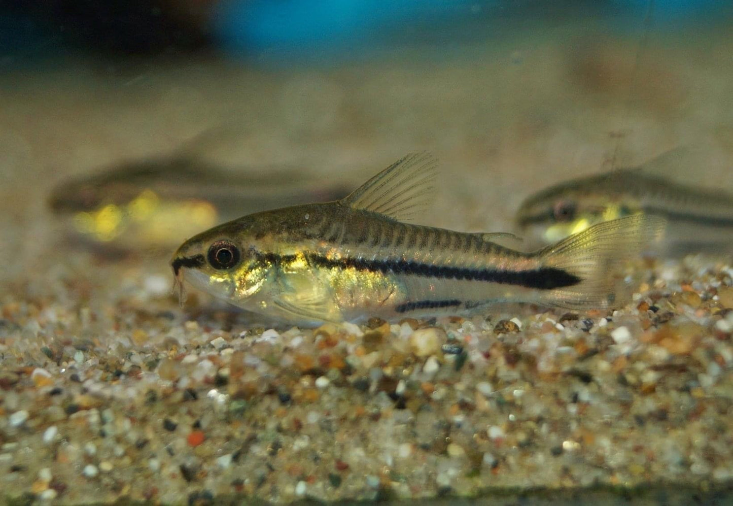 Pygmy Corydoras 1cm